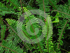 Close up tropical green shrub nephrolepis exaltata sword fern. Kimberley Queen fern bush photo