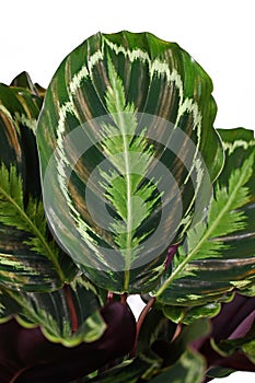 Close up of tropical leaf of `Calathea Medaillon` house plant with beautiful exotic pattern on white background