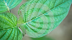 Close up tropical leaves, abstract green leaves texture, nature background