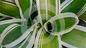Close up tropical leaves, abstract green leaves texture, nature background