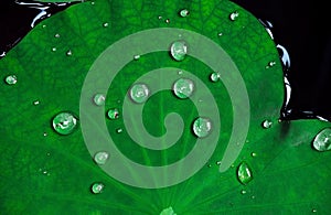 Close-up tropical lotus leaves with drops of water on it surface