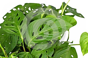 Close up of tropical `Monstera Acuminata` or Swiss cheese vine house plant on white background photo