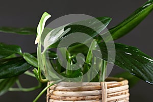 Close up of tropical `Monstera Standleyana`, also called `Philodendron Cobra` house plant with narrow dark green leaves