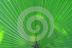 Close up tropical palm leaves with green color