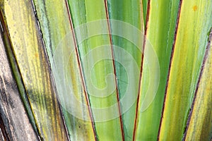 Close up of a tropical palm tree. Abstract palm texture for nature background
