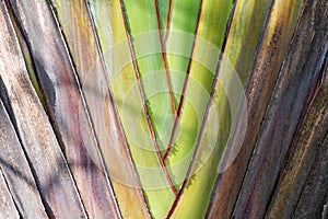 Close up of a tropical palm tree. Abstract palm texture for nature background