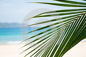 Close up of tropical palms leaves