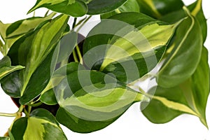Close up of tropical `Philodendron Hederaceum Scandens Brasil` creeper house plant leaves with yellow stripes on white background photo