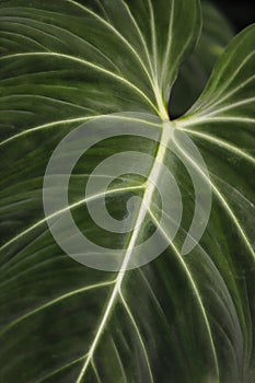 Close-up of tropical philodendron ornatum flowering plant photo
