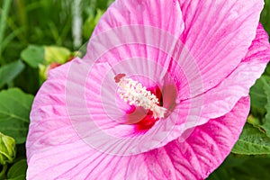 Close up of Tropical Pink Hibiscus flower