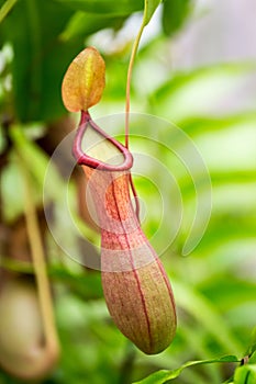 Close-Up of Tropical Pitcher Plant in Garden, Nepenthes