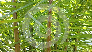 Close-up of tropical plant stem and leaves