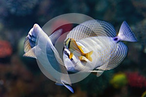 Close up of tropical Sailfin Tang fish