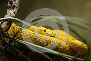 Close up of a Tropical Snake Bothriechis schlegelii