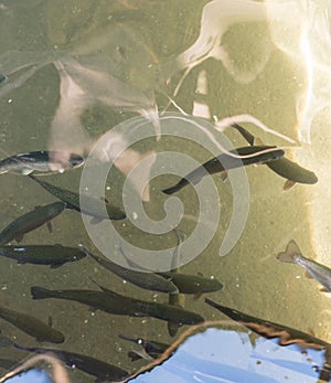 Close up of trout fish in an artificial pond