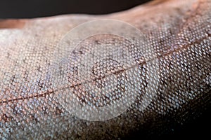 Close up of trout fish scale texture.