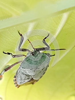 Close up of true bugs on a green leaf