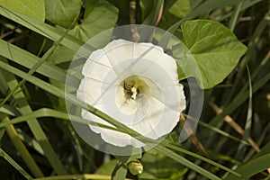 close-up: trumpet-shaped white flowers of bindweed with a bee inside it collecting honey dew