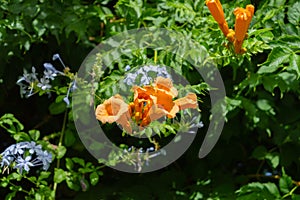 Close-up of Trumpet Vine Flowers, Hummingbird Vine, Campsis Radicans, Nature, Macro