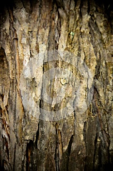 Australian Paperbark Texture