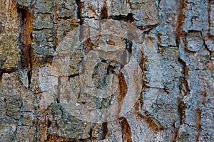 Close-up of the trunk of the bark of the tree, the texture of the wood.