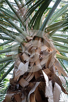 Close Up of the Trunk and Branching Fronds of a Dominican Palm Tree photo