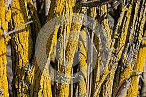 close up trunk of elder, yellow, abstract