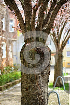 Close up of trunk of a grafted cherry tree at the street