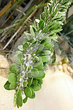 Close up of a trunk of an Madagascar ocotillo