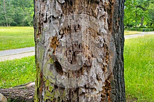 Close-up of the trunk of an old tree. A sick tree.