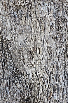Close up trunk of an olive tree