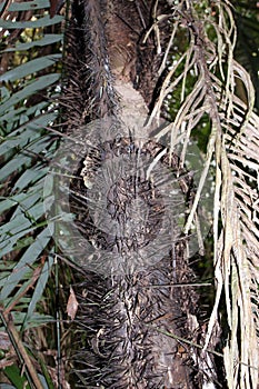 Close up of the trunk of a Palm tree covered in long, sharp spikes in the Amazon Rainforest of Peru