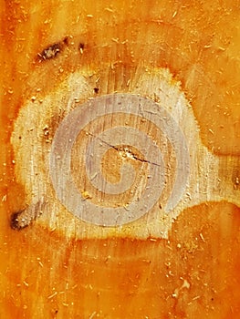 Close-up of the trunk of a sawn apple tree
