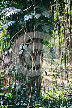 Close-up of trunk of Tree root with creepers of Indian Rubber Tree