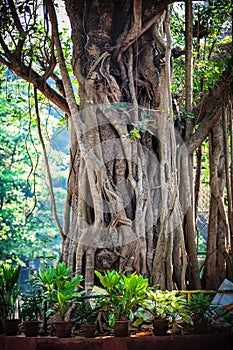 Close-up of trunk of Tree root of Indian Rubber Banyan Tree