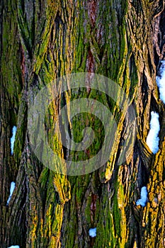 Close-up on the trunk of the tree, the texture of the bark, the background