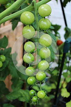 Truss of green tomatoes on a cherry tomato plant