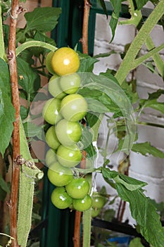 Ripening truss of cherry tomatoes