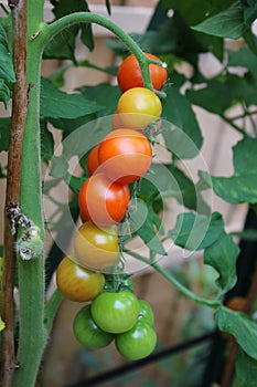 Ripening truss of cherry tomatoes