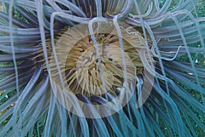 Close-up of a tube sea anemone off Padre Burgos, Leyte, Philippines