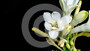  close up tuberose flower