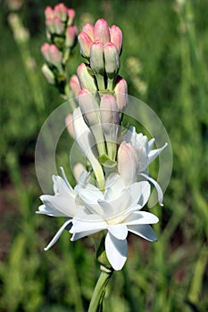 Close-up with tuberose flower