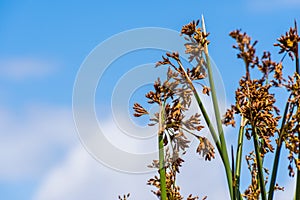 Close up of Tule reeds Schoenoplectus acutus on a blue sky background, south San Francisco bay area, California