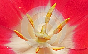 Close up of a tulip