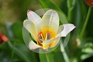 Close up of a tulip in Austria