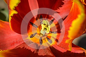 Close up of tulip flower