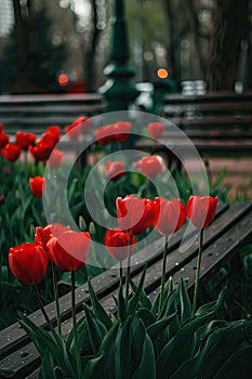 close up tulip flower bed in urban city garden