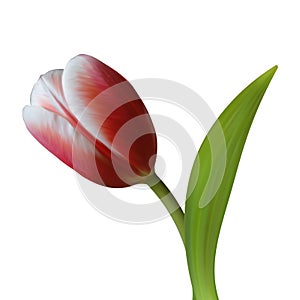 Close up of Tulip flower on white background