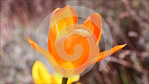 Close up of tulip flowers in a garden swaying