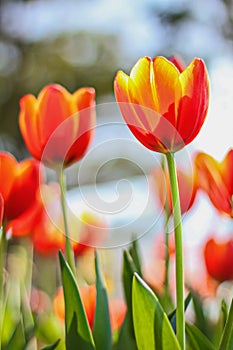 Close up of Tulip flowers shooting from a low angle in spring